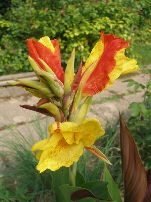 Canna1.jpg