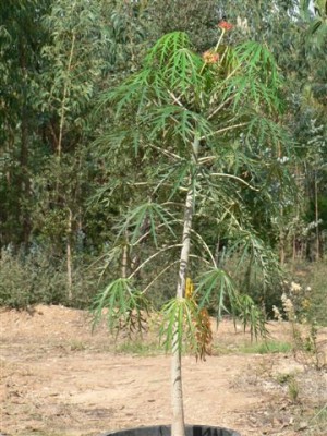 Jatropha multifida.jpg
