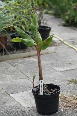 Pisang Ceylon.JPG