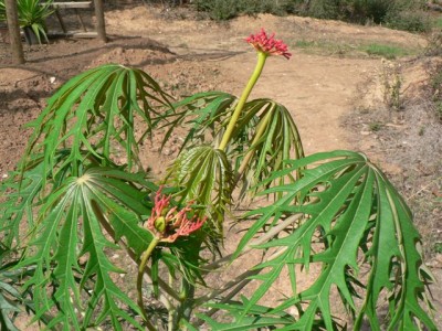 Jatropha multifida II.jpg