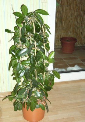 Hoya1.JPG