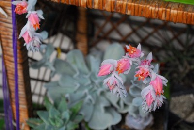 Crassulacea 004yy.jpg