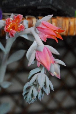 Crassulacea 003yy.jpg