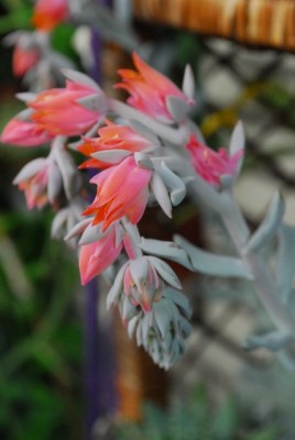 Crassulacea 002yy.jpg