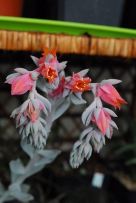 Crassulacea 001yy.jpg