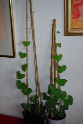 Aristolochia 025yy.jpg