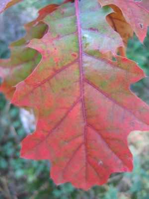 Bild 040.jpg