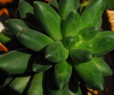 Crassulacea 013yy.jpg