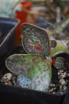 Crassulacea 014yy.jpg