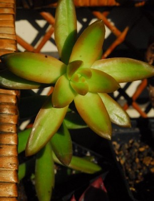 Crassulacea 012yy.jpg