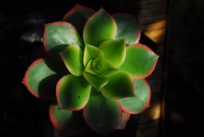 Crassulacea 008yy.jpg