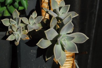 Crassulacea 007yy.jpg