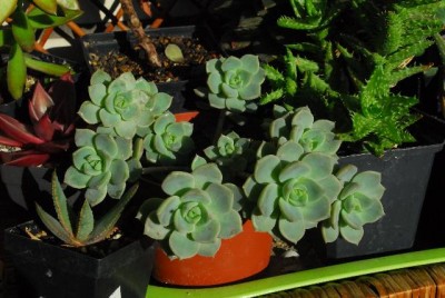 Crassulacea 006yy.jpg