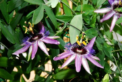 DSC_0092_Passi_Eve.jpg