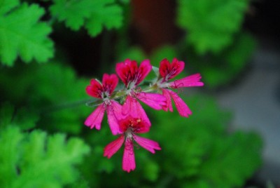 Balkon213 17226yy.jpg