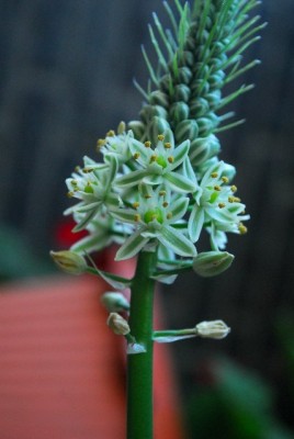 Balkon213 17224yy.jpg