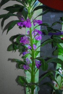 Balkon213 17222yy.jpg