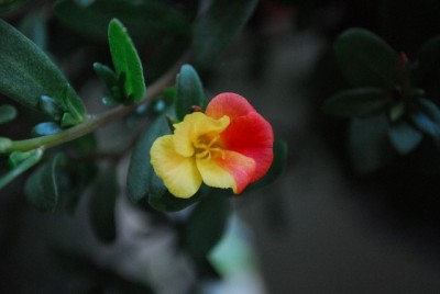 Balkon213 17220yy.jpg