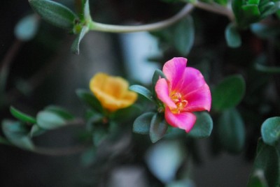 Balkon213 17219yy.jpg