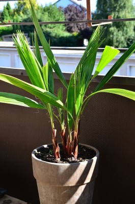 washingtonia rubusta 001.jpg