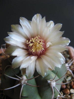 Gymnocalycium hybopleurum_130905_02.JPG