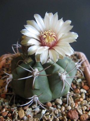 Gymnocalycium hybopleurum_130905_01.JPG