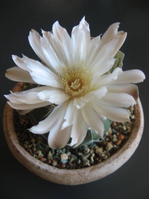 Gymnocalycium horstii_130905_01.JPG