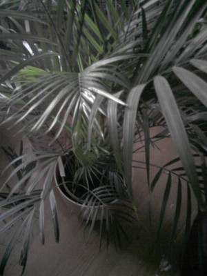 areca2.jpg