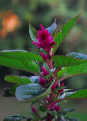 Balkon213 17227yy.jpg