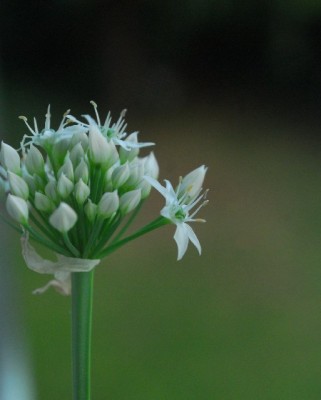 Balkon213 17232yy.jpg