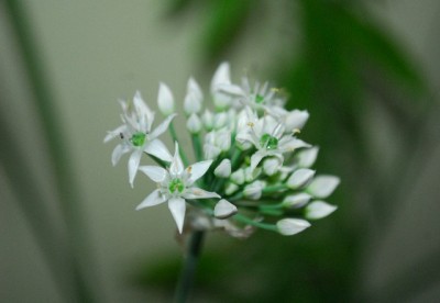 Balkon213 17229yy.jpg