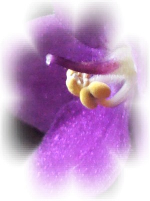 IMG340b.JPG