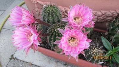 Garten 2013 129.jpg