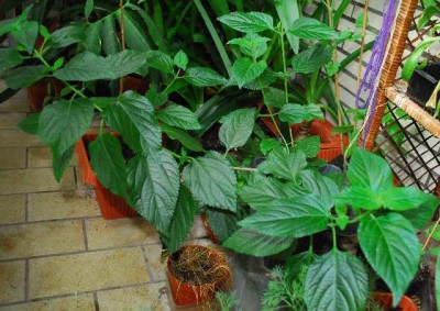 Balkon213 17235yy.jpg