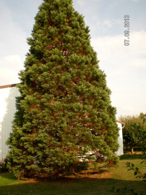SANY0001.JPG