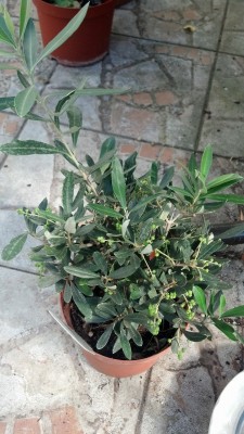 IMG_20130907_154413_914.jpg