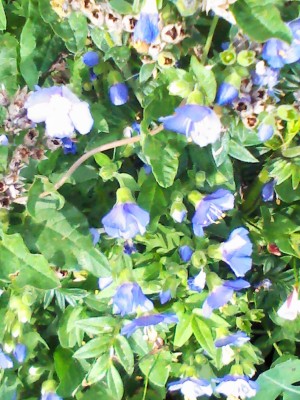 IMG322.JPG