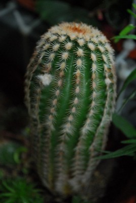 Stachler 022yy.jpg