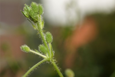 Mimosa pudica 2.jpg