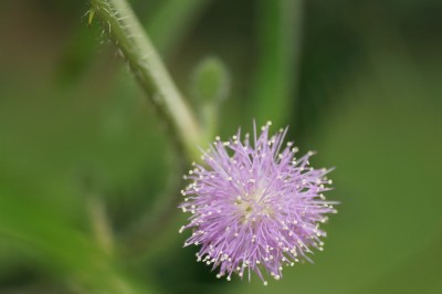 Mimosa pudica.jpg