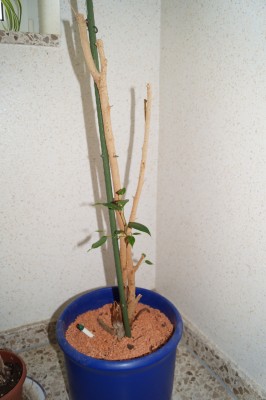 Ficus 3.jpg