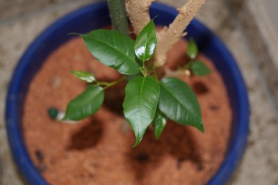 Ficus 2.jpg