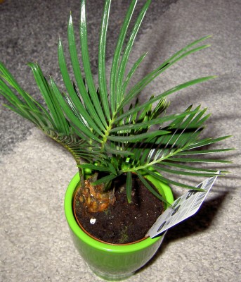 PICT0093.JPG