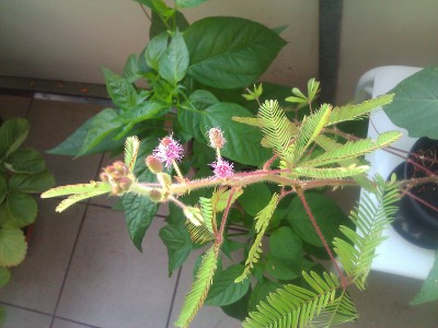 WP_000453_.jpg