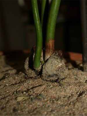 Avocado4.jpg