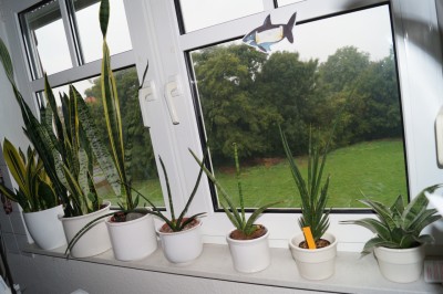 Fensterbank Büro 2.jpg