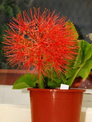 DSC_0094_Scadoxus.jpg