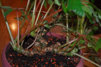 Begonia213 031yy.jpg