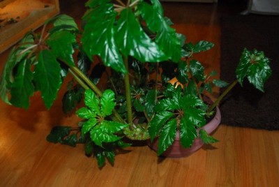 Begonia213 030yy.jpg