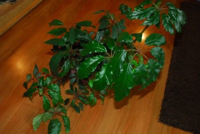 Begonia213 029yy.jpg